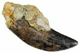 Serrated, Tyrannosaur (Nanotyrannus) Tooth - Montana #353337-1